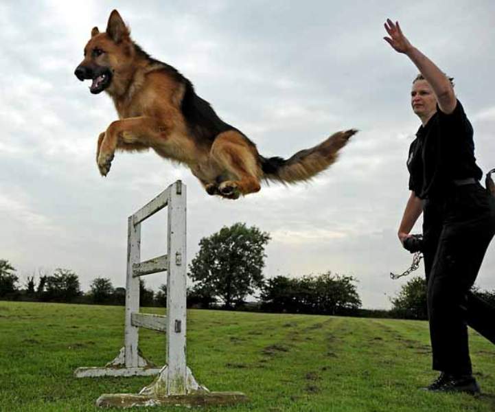 addestramento cane