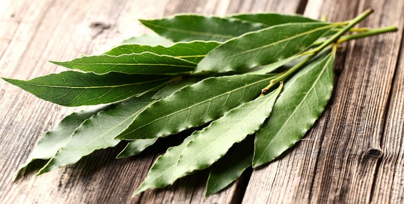 proprietà benefiche delle foglie di alloro