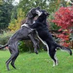 Come fare l’assicurazione al cane_800x533