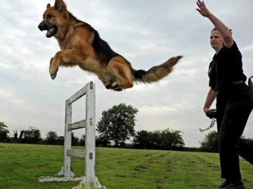 addestramento cane