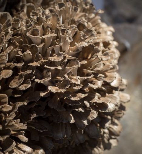 fungo-maitake1_468x600