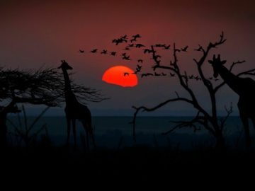 safari in tanzania_800x375