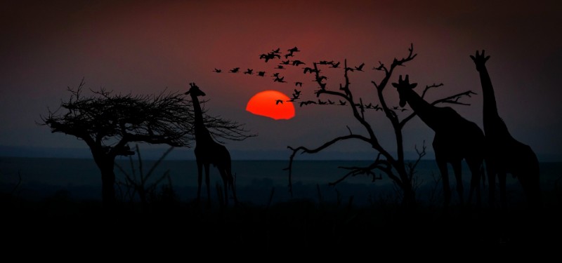 safari in tanzania_800x375