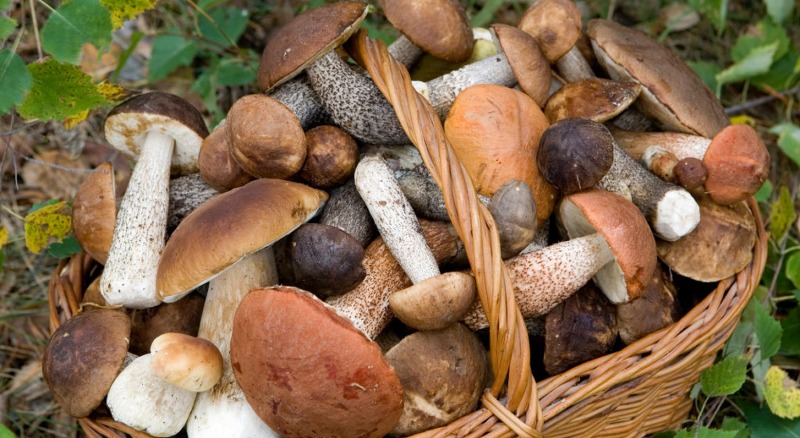 Raccolta-funghi_800x438