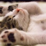 Come scegliere l’animale domestico