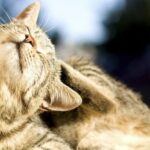 Sverminazione del gatto: cos’è e quando deve essere praticata